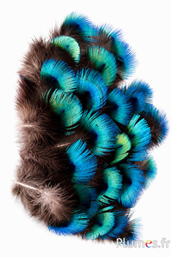 Pavone blu - 5-8 cm - blu naturale